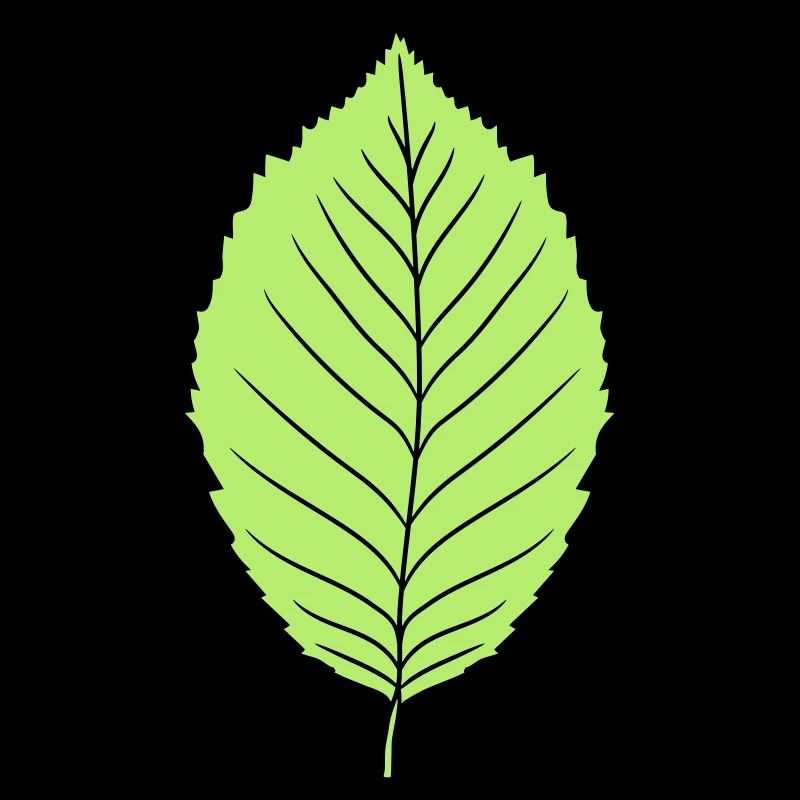 beech leaf tree plant shape clip art design forest