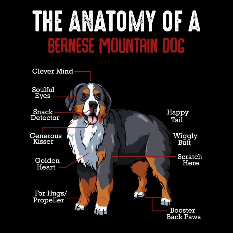 L'anatomie d'un chien de montagne bernois