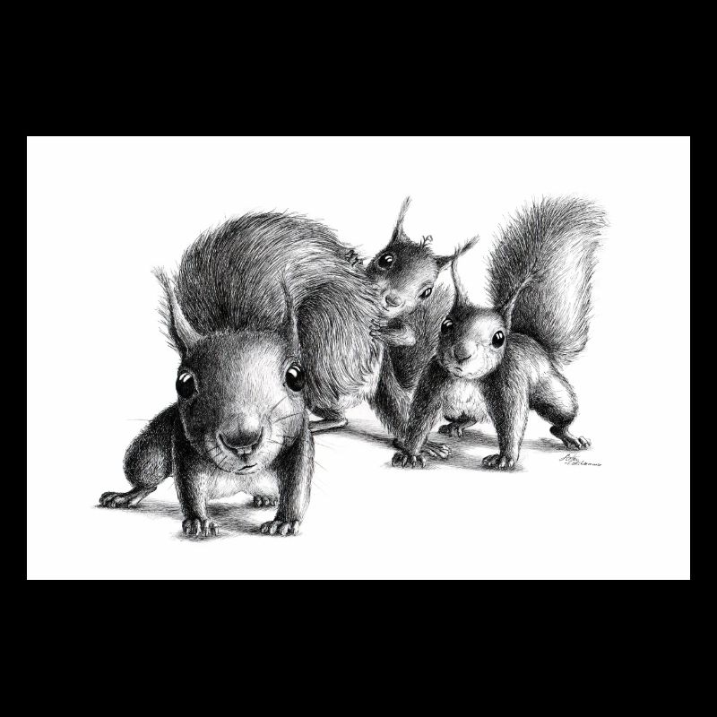 Three curious squirrel