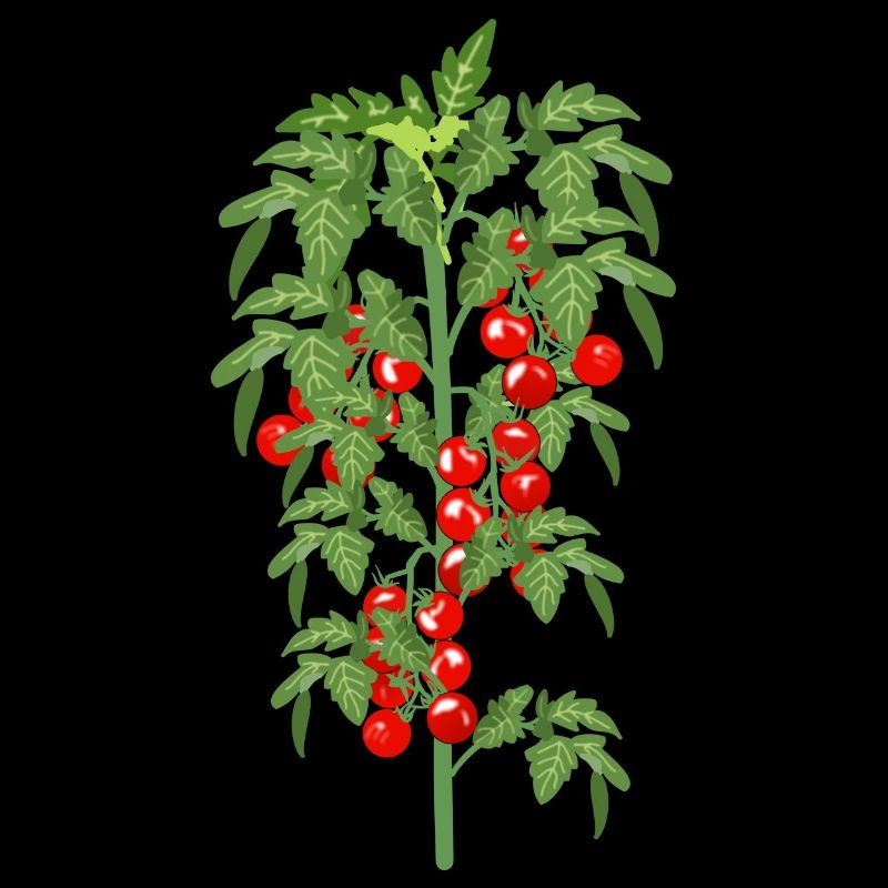 Tomato garden tomato plant