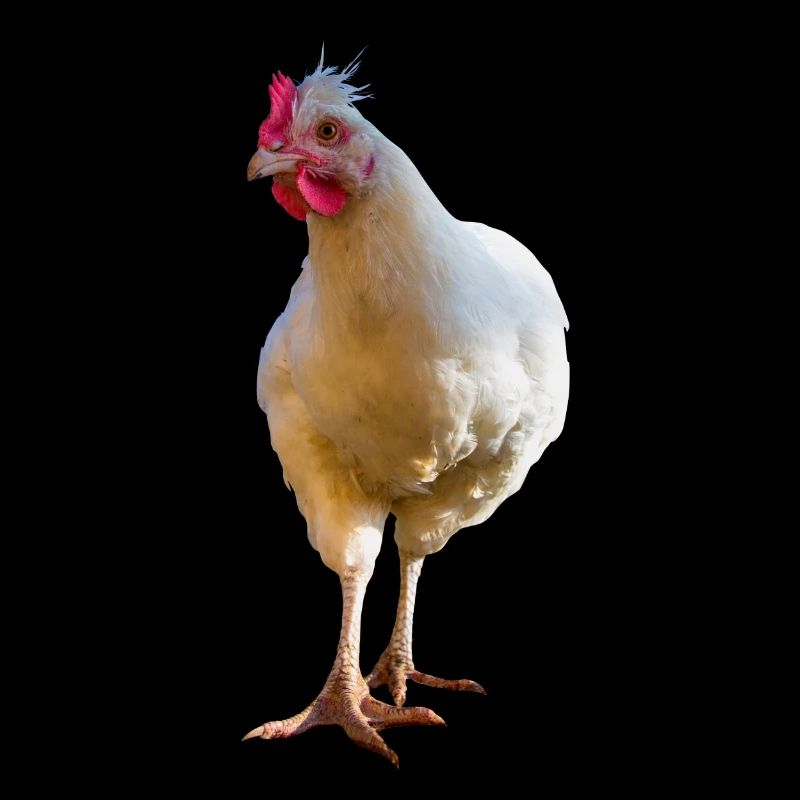 Huhn
