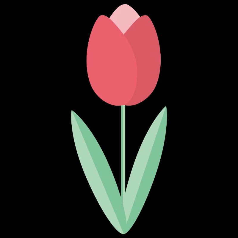 Tulpe