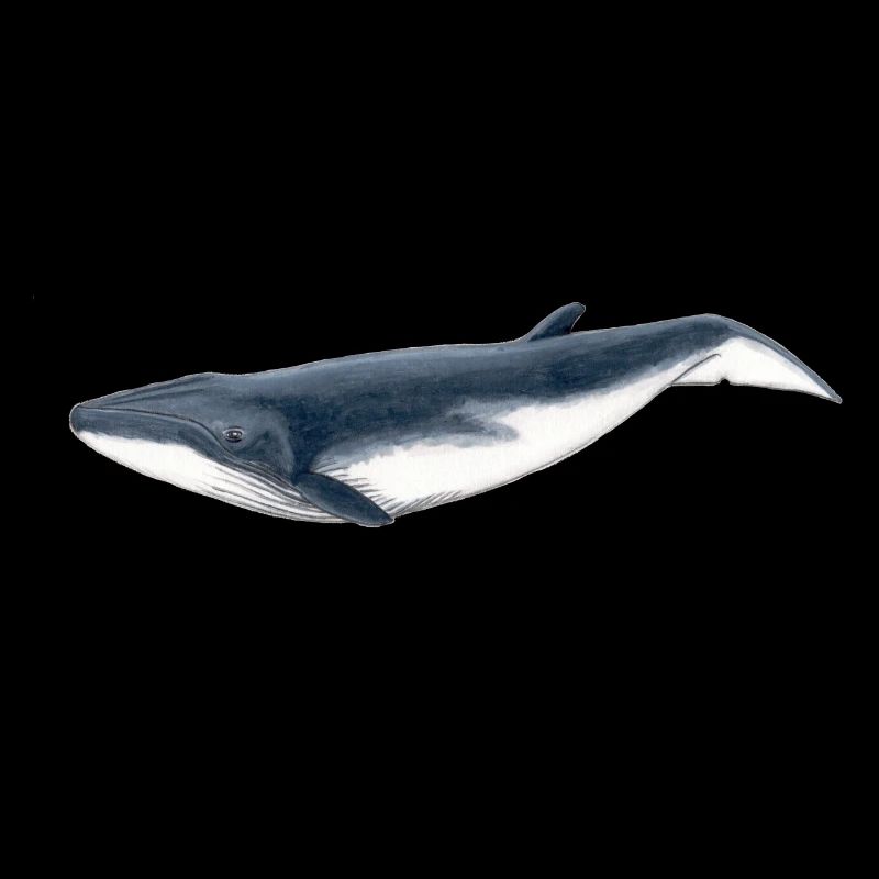 baleine Bebe Bryde - Bébé Baleine