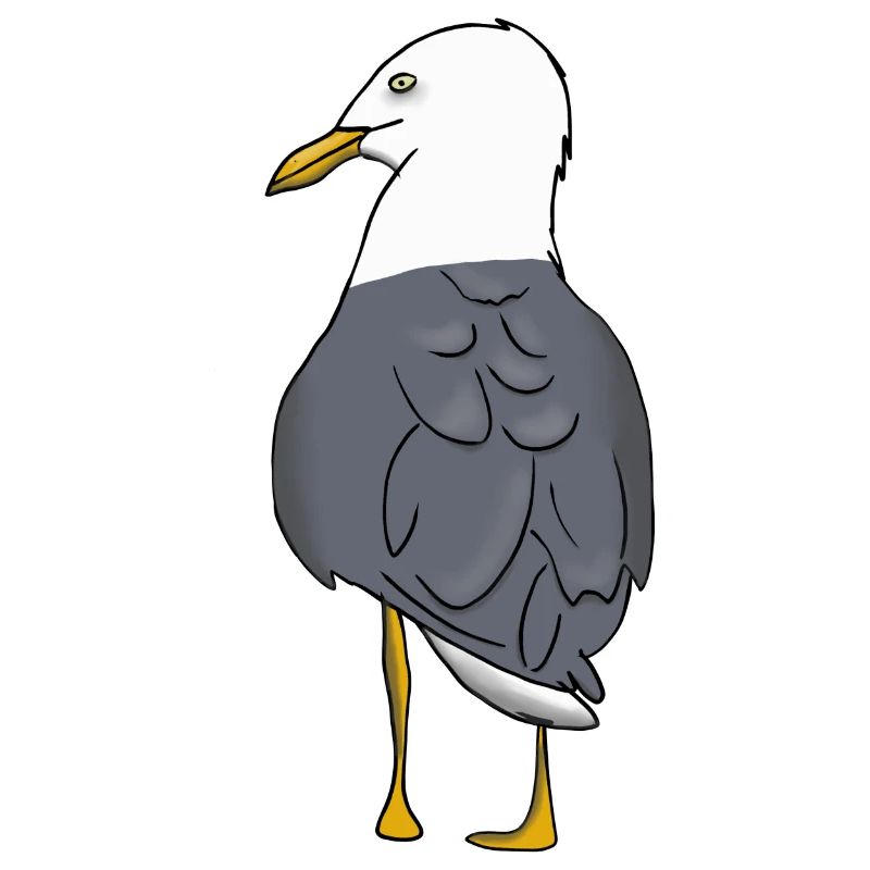 Möwe