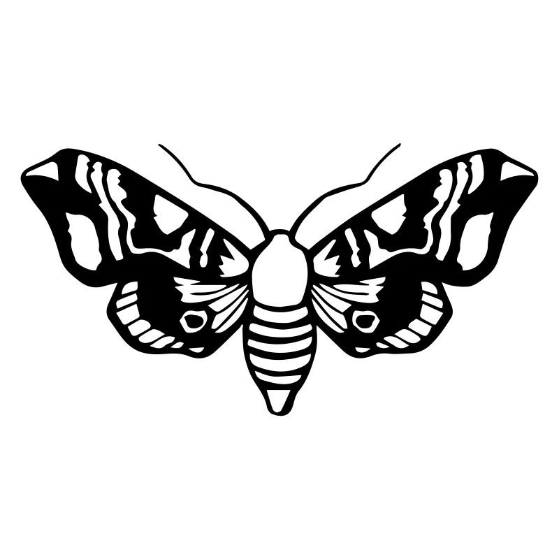 Moth / Moth