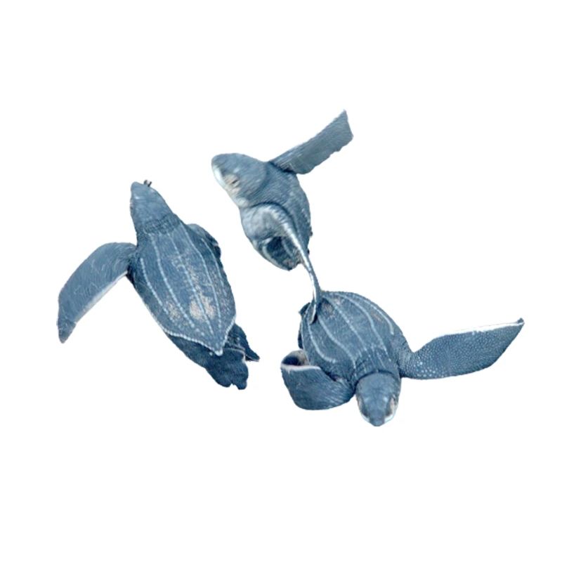 leatherback turtle 2