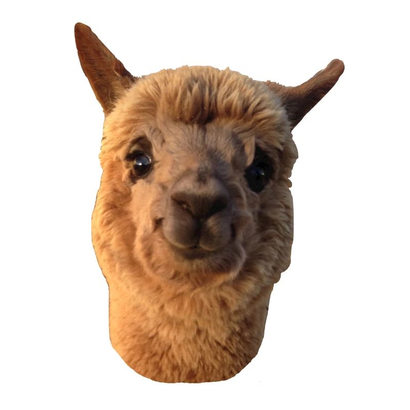 Simona unser Smiling Alpaca