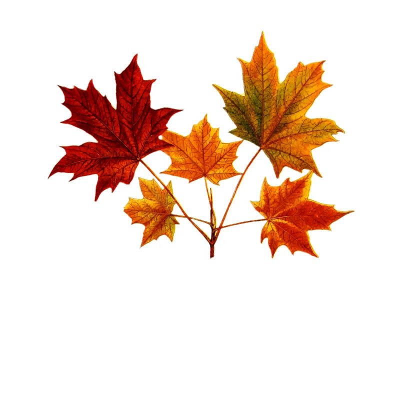 Maple Maple Leaf Maple Leaves