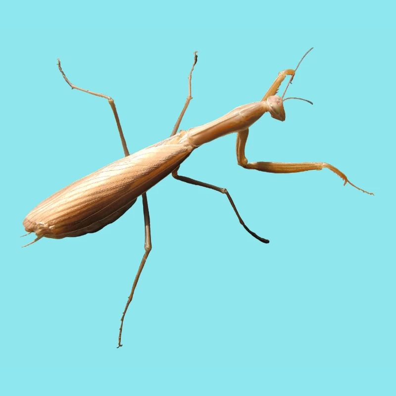 Mantis