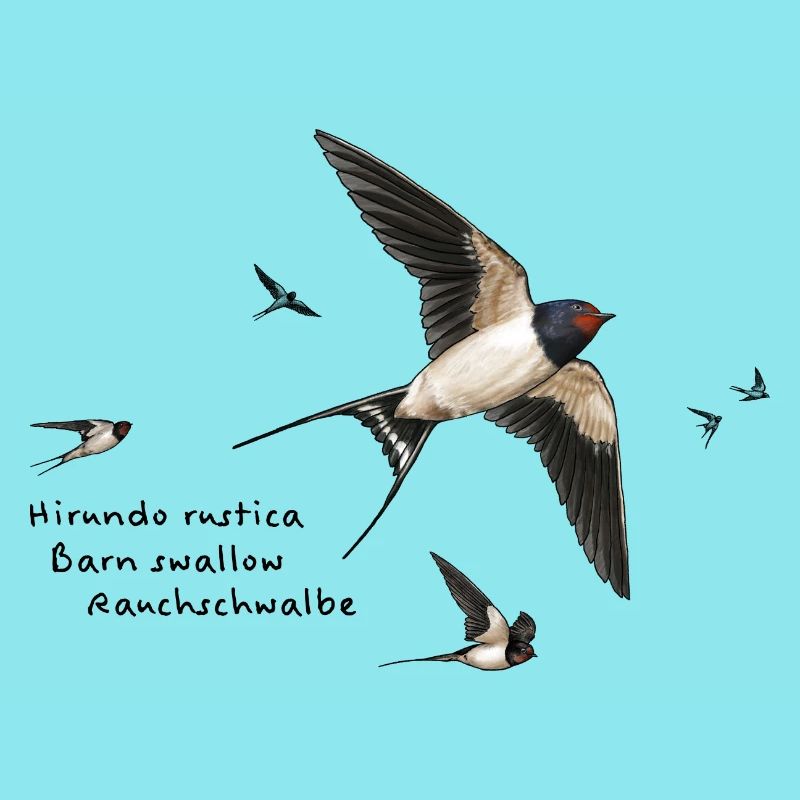 Swallows