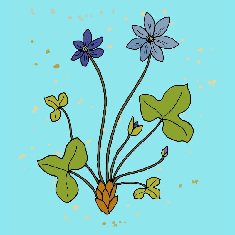 Liverwort, medicinal plant