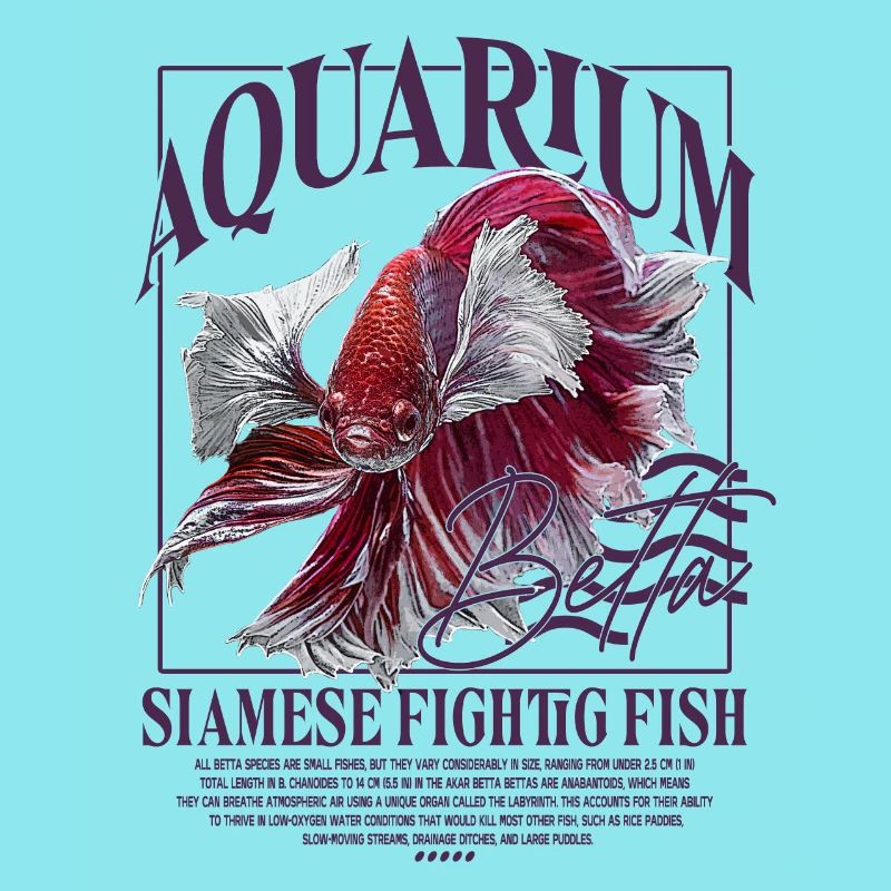 Betta Betta Poisson de combat