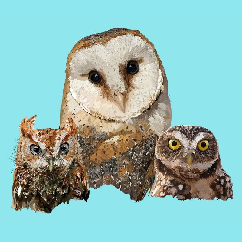 Scops Eule, kleine Eule und Eule