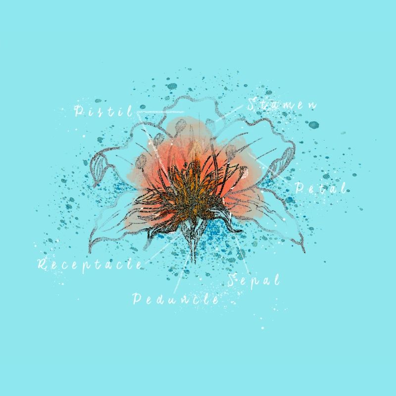 Die Anatomie einer Blume