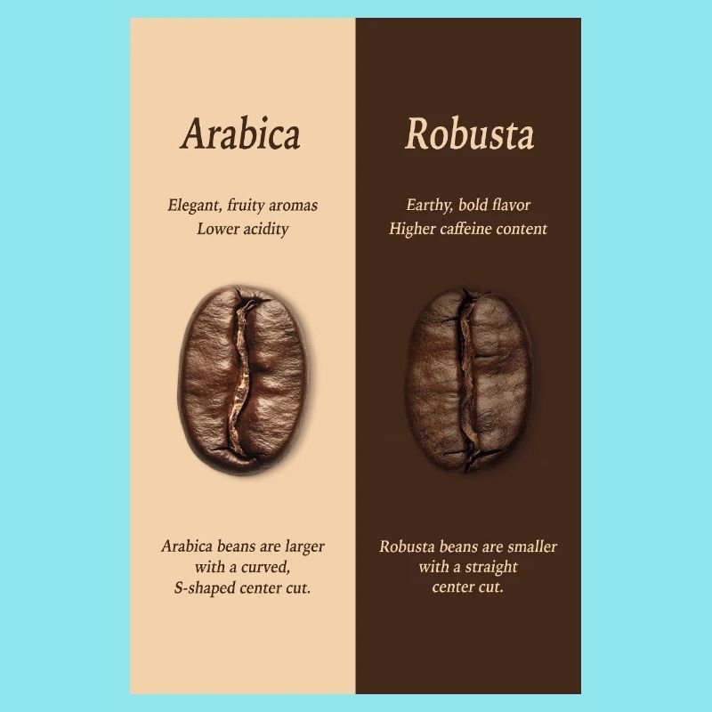 Arabica vs Robusta Coffee Guide Poster
