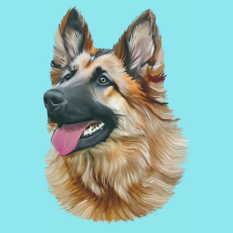 Deutscher Schäferhund - German Shepherd