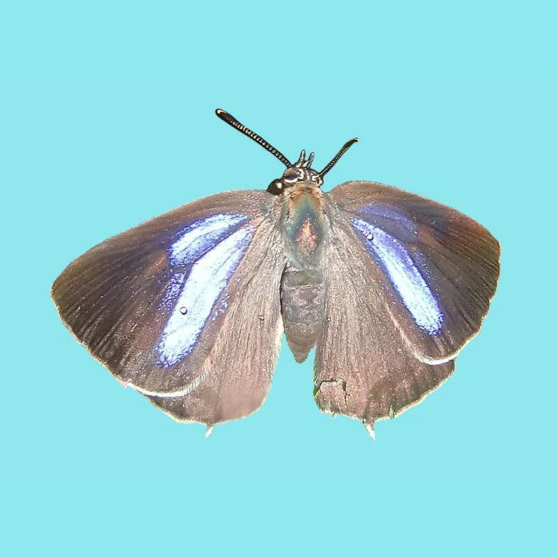 Blauer Eichen-Zipfelfalter