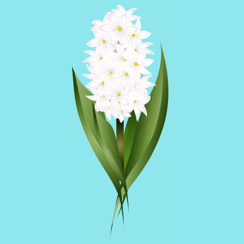 Jacinthe blanche – délicatesse sous forme de fleur