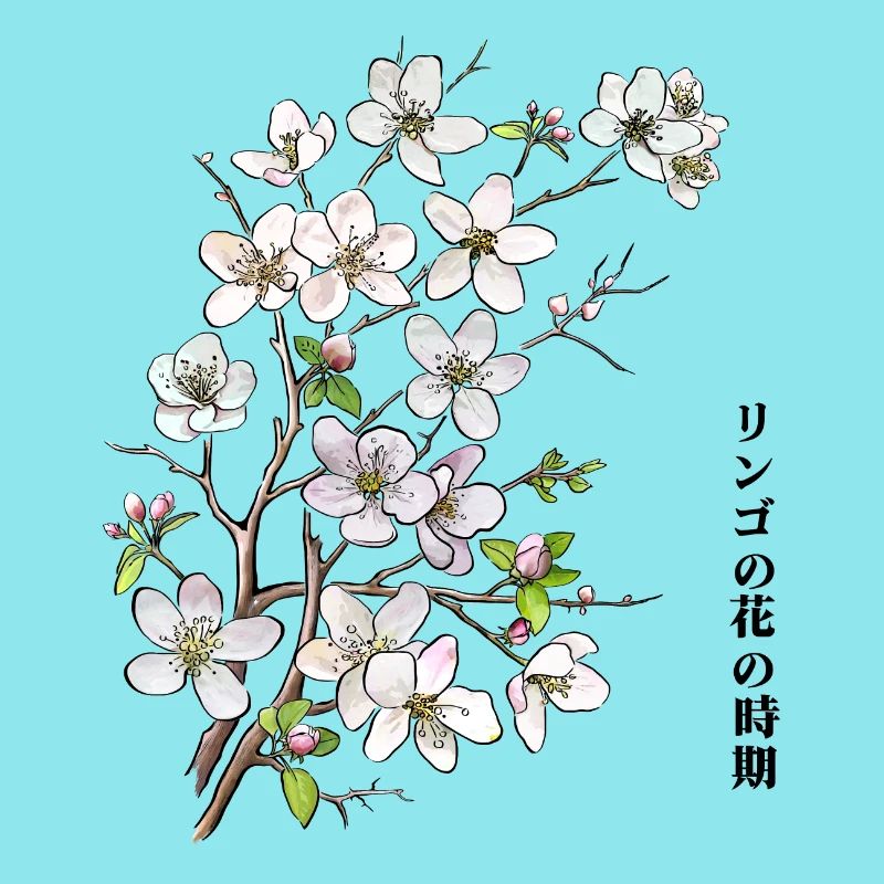 Apple blossoms