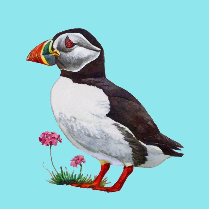 Puffin