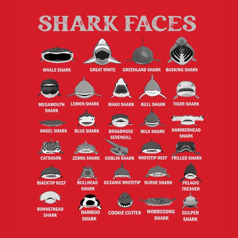 Types de visages de requin. Identification du visage du requin