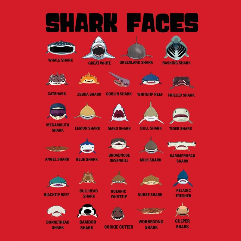 Types de visages de requins. Identification du visage du requin