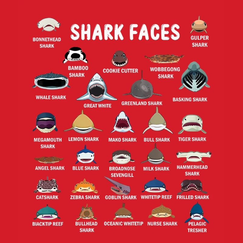 Types de visages de requin. Identification du visage du requin