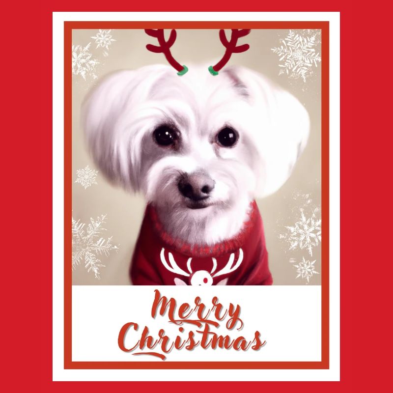 Chien maltais dans un pull de Noël rouge.
