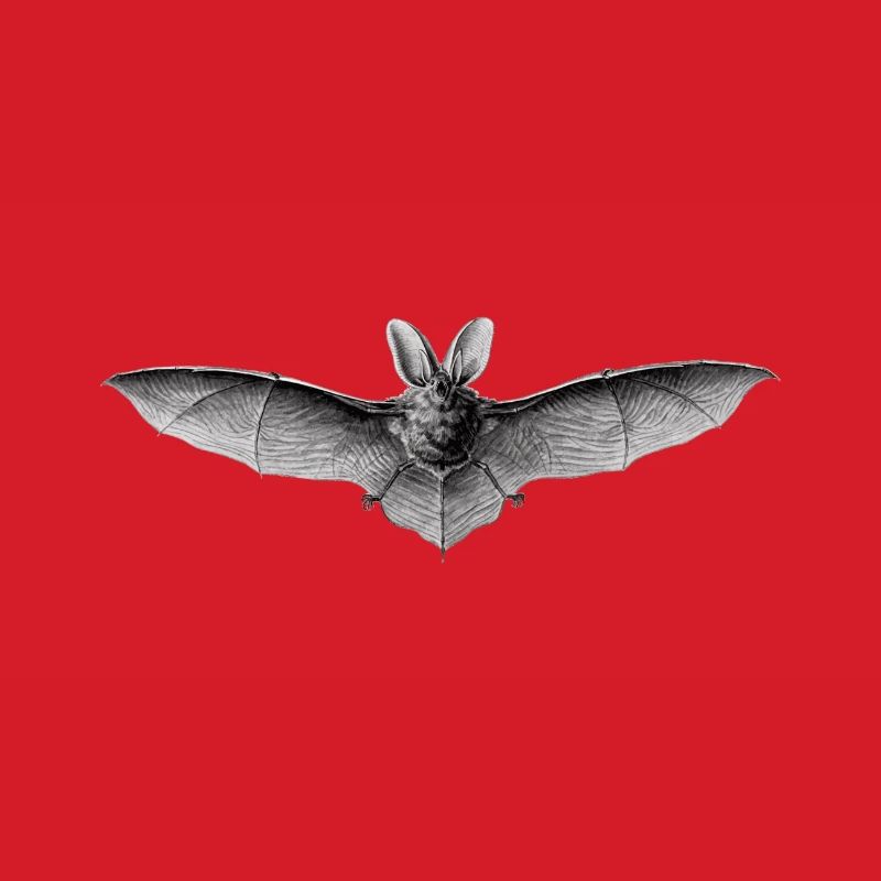 Bat