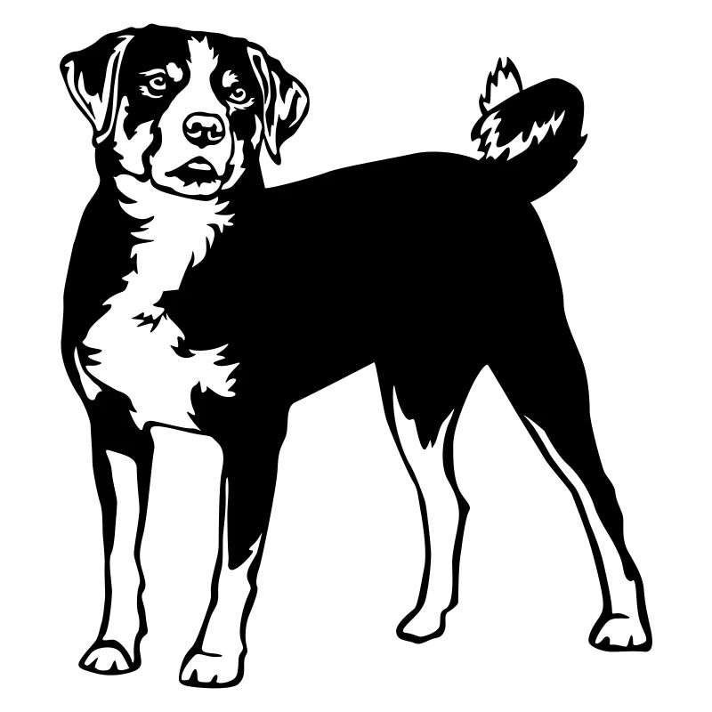 Appenzell Mountain Dog