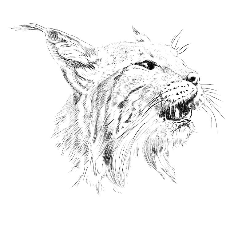 Luchs