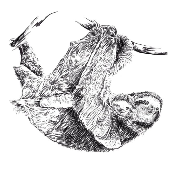 Sloth
