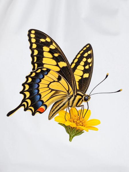 Schmetterling Koenigs page