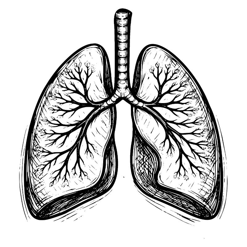 Lungs