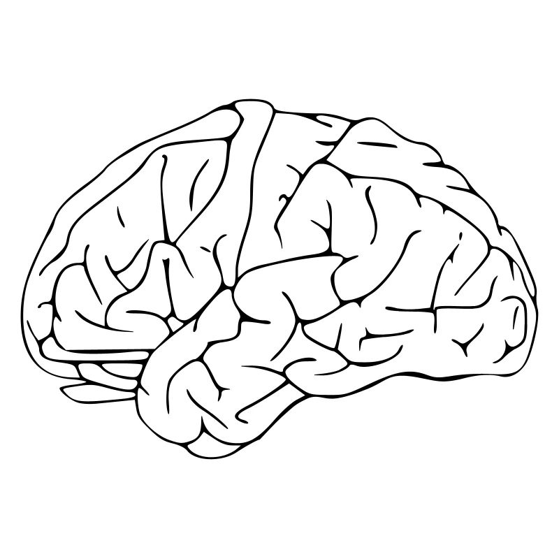 Brain