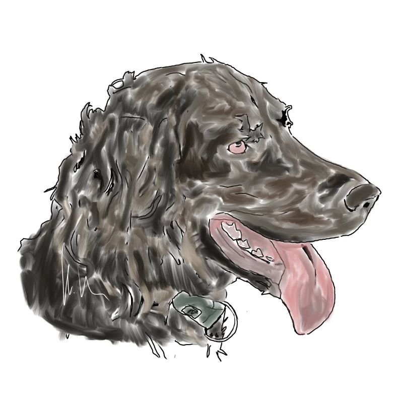 Quaildog