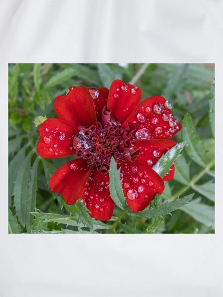 Rote Kleinblattblüte, bedeckt mit Wassertropfen,