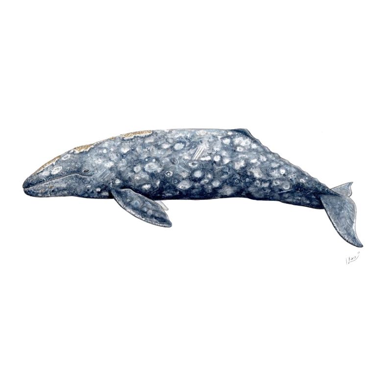 Grauwal - Baleine grise - Grauwal