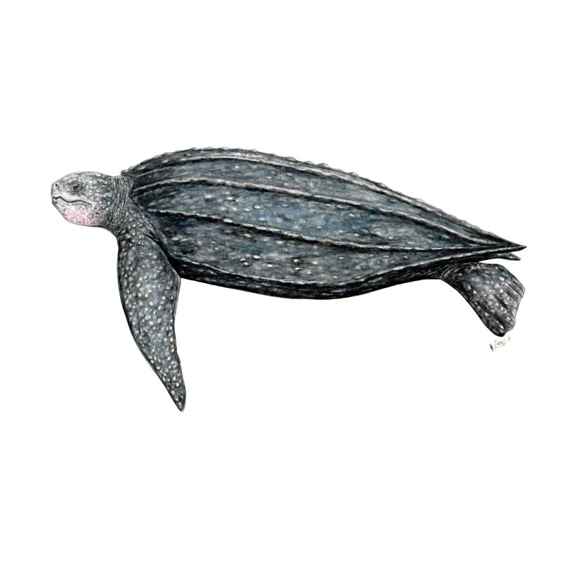 Tortue luth Leatherback turtle leatherback turtle