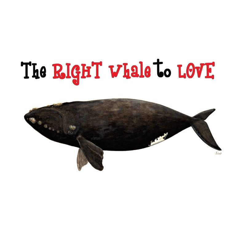 Der Glattwal zu lieben - Glattwal - baleine