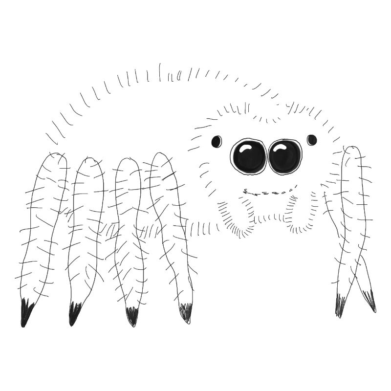 Cuddly spider illustration for the curious