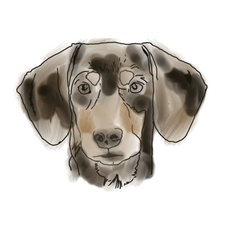 Dachshund