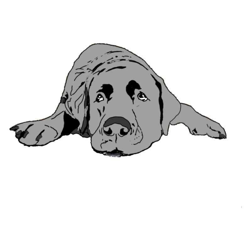 Labrador