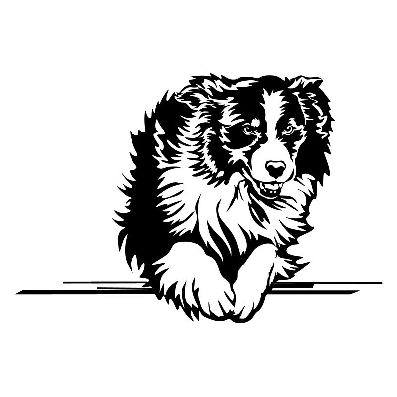 Australian Shepherd