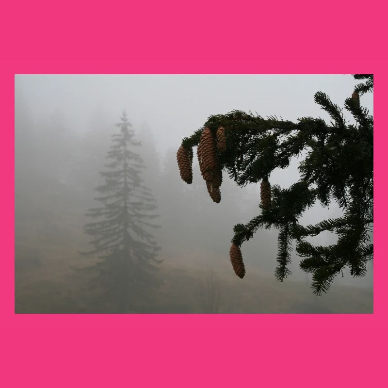 Cloud Forest Cone Magic / Feldberg