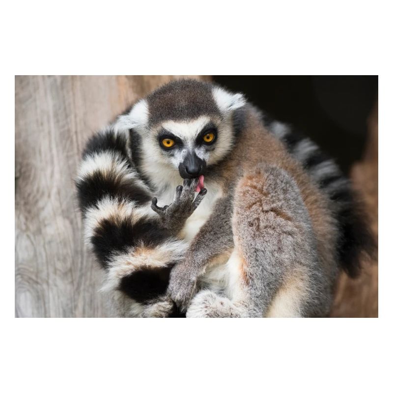 Lémurien au regard doré et queue rayée