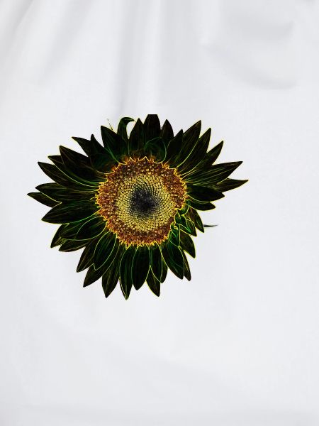 Leuchtende Sonnenblume Icon