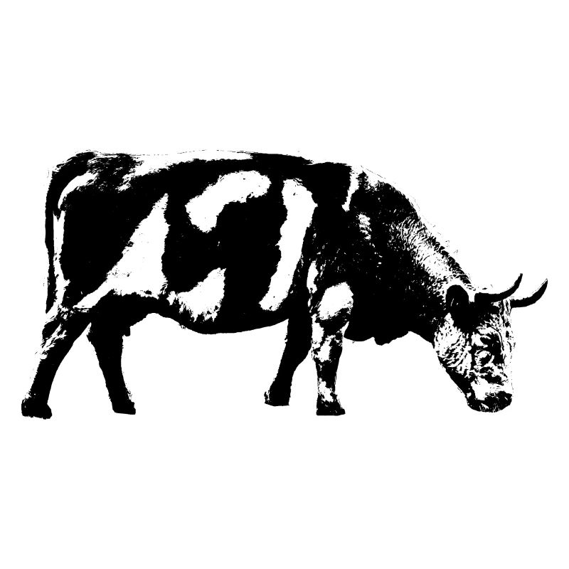 Cow / Cattle / Cattle / Cow