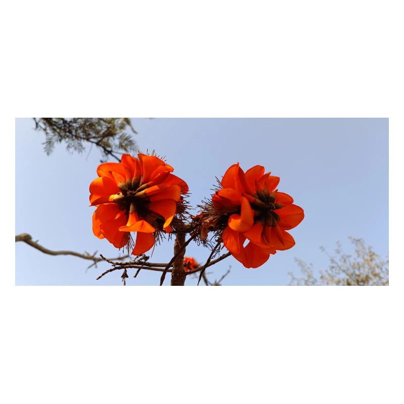 Kanarische Blumen