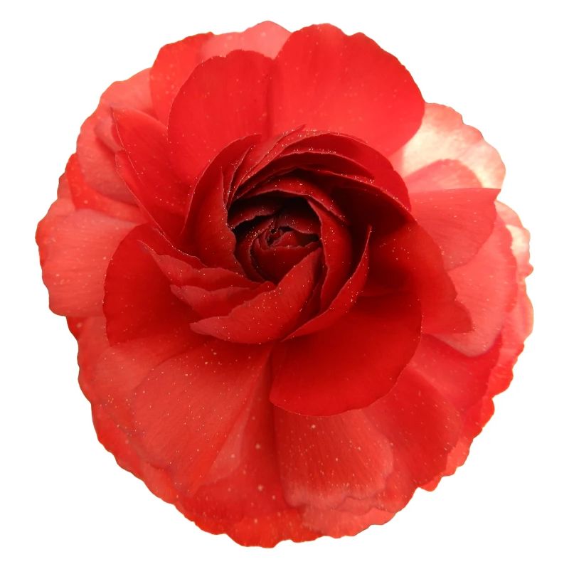 Red Flower Magic Camellia